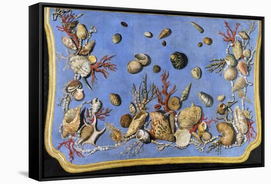 Preparatory Painting for Floor Console Decorated with Shells and Corals, 1760-Giuseppe Zocchi-Framed Stretched Canvas