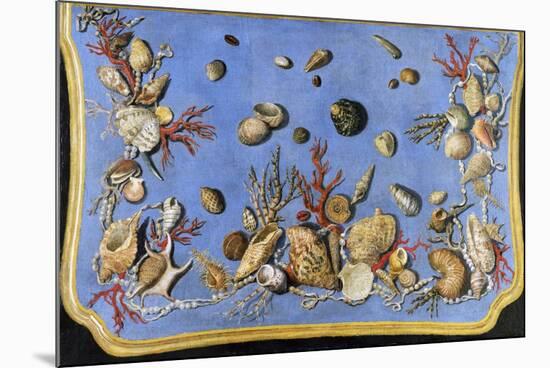 Preparatory Painting for Floor Console Decorated with Shells and Corals, 1760-Giuseppe Zocchi-Mounted Giclee Print