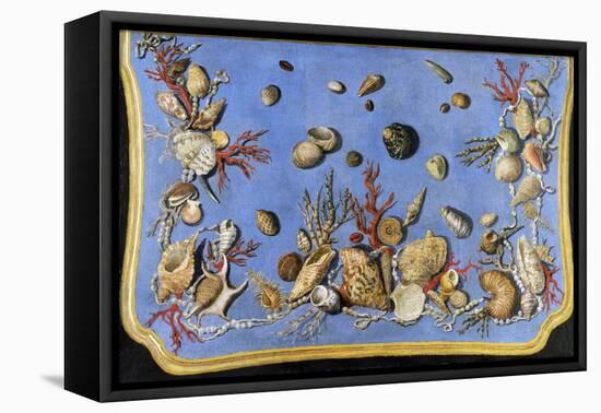 Preparatory Painting for Floor Console Decorated with Shells and Corals, 1760-Giuseppe Zocchi-Framed Stretched Canvas