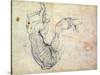 Preparatory Study for the Arm of Christ in the Last Judgement, 1535-41-Michelangelo Buonarroti-Stretched Canvas