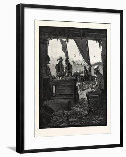 Preparing Fish for Market, Canada, Nineteenth Century-null-Framed Giclee Print