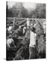 Preparing Irrigation Channels at a Sugar Plantation, Java, Dutch East Indies, 1927-null-Stretched Canvas