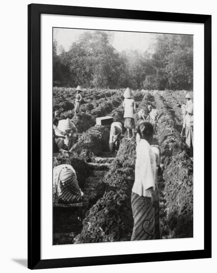 Preparing Irrigation Channels at a Sugar Plantation, Java, Dutch East Indies, 1927-null-Framed Photographic Print