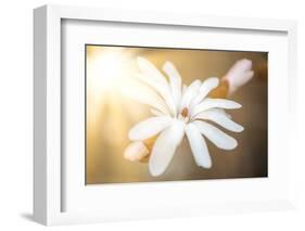 Presence-Philippe Sainte-Laudy-Framed Photographic Print