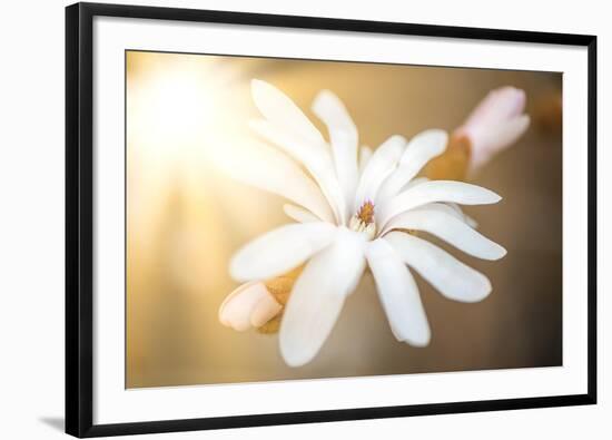 Presence-Philippe Sainte-Laudy-Framed Photographic Print