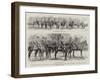 Presentation of New Colours to the First Battalion of the Norfolk Regiment at Aldershot by the Prin-Godefroy Durand-Framed Giclee Print