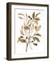 Preserved Autumn Leaves I-Victoria Barnes-Framed Art Print