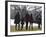 President Barack Obama anf Family Walk on the South Lawn of the White House in Washington-null-Framed Photographic Print