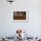 President Barack Obama at His Oval Office Desk, Sept. 7, 2011-null-Framed Photo displayed on a wall