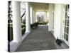 President Bush's Scottish Terrier Miss Beazley Plays on the Colonnade-null-Stretched Canvas
