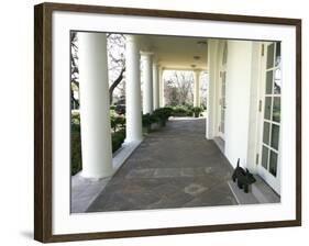 President Bush's Scottish Terrier Miss Beazley Plays on the Colonnade-null-Framed Photographic Print