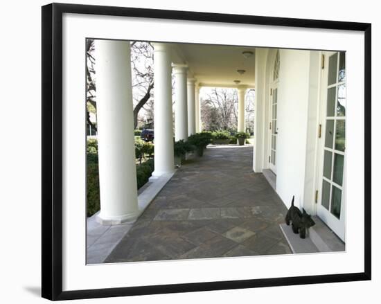 President Bush's Scottish Terrier Miss Beazley Plays on the Colonnade-null-Framed Photographic Print