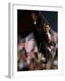 President-Elect Barack Obama Walking onto Stage to Deliver Acceptance Speech, Nov 4, 2008-null-Framed Photographic Print