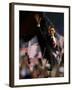 President-Elect Barack Obama Walking onto Stage to Deliver Acceptance Speech, Nov 4, 2008-null-Framed Photographic Print