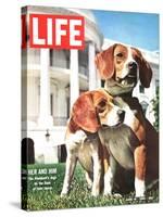 President Johnson's Beagles, June 19, 1964-Francis Miller-Stretched Canvas