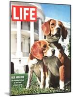 President Johnson's Beagles, June 19, 1964-Francis Miller-Mounted Photographic Print