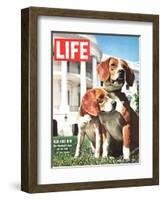 President Johnson's Beagles, June 19, 1964-Francis Miller-Framed Photographic Print