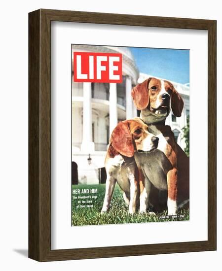 President Johnson's Beagles, June 19, 1964-Francis Miller-Framed Photographic Print