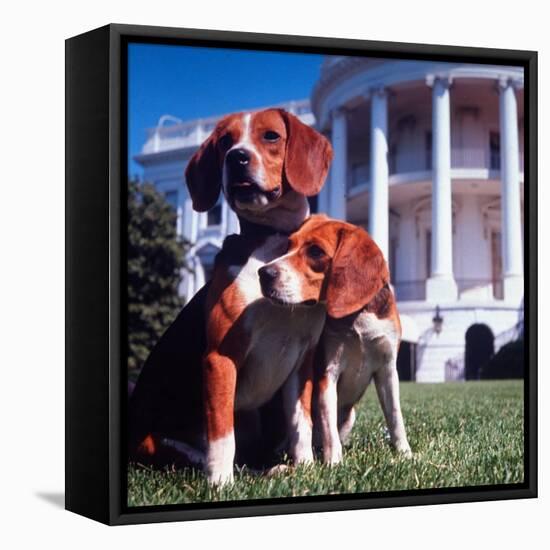 President Lyndon B. Johnson's Pet Beagles, Him and Her, on the White House Lawn-Francis Miller-Framed Stretched Canvas