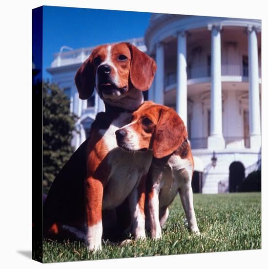 President Lyndon B. Johnson's Pet Beagles, Him and Her, on the White House Lawn-Francis Miller-Stretched Canvas