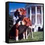 President Lyndon B. Johnson's Pet Beagles, Him and Her, on the White House Lawn-Francis Miller-Framed Stretched Canvas