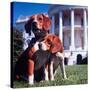 President Lyndon B. Johnson's Pet Beagles, Him and Her, on the White House Lawn-Francis Miller-Stretched Canvas