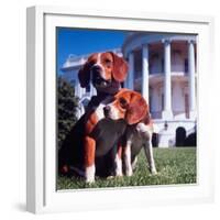 President Lyndon B. Johnson's Pet Beagles, Him and Her, on the White House Lawn-Francis Miller-Framed Photographic Print