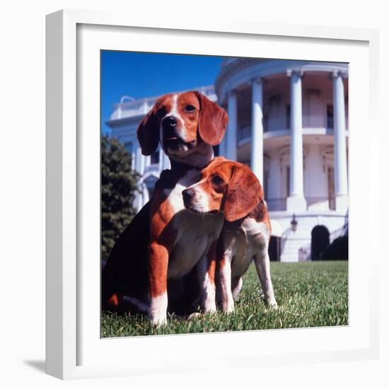 President Lyndon B. Johnson's Pet Beagles, Him and Her, on the White House Lawn-Francis Miller-Framed Photographic Print