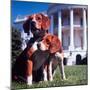 President Lyndon B. Johnson's Pet Beagles, Him and Her, on the White House Lawn-Francis Miller-Mounted Photographic Print