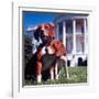 President Lyndon B. Johnson's Pet Beagles, Him and Her, on the White House Lawn-Francis Miller-Framed Photographic Print