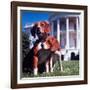 President Lyndon B. Johnson's Pet Beagles, Him and Her, on the White House Lawn-Francis Miller-Framed Photographic Print