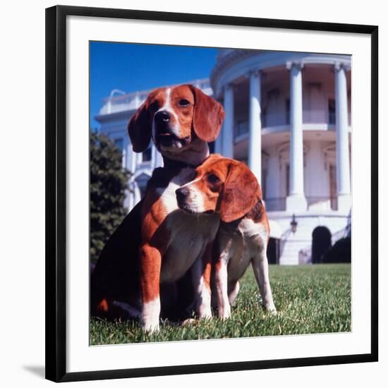 President Lyndon B. Johnson's Pet Beagles, Him and Her, on the White House Lawn-Francis Miller-Framed Photographic Print