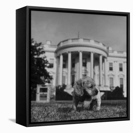 President Truman's Dog, "Feller" on White House Lawn-null-Framed Stretched Canvas