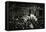 President Wilson Speaking to Congress-null-Framed Stretched Canvas