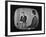 Presidential Candidate Richard M. Nixon Speaking During a Televised Debate-Paul Schutzer-Framed Photographic Print