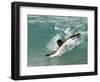 Presidential Candidate Senator Barack Obama, On Vacation, Body Surfing at a Beach, Honolulu, Hawaii-null-Framed Photographic Print