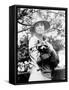 Presidential Pet, Mrs. Coolidge with Rebecca-Science Source-Framed Stretched Canvas