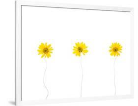 Press Yellow Mum Flowers-Koollapan-Framed Art Print