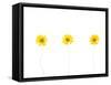 Press Yellow Mum Flowers-Koollapan-Framed Stretched Canvas