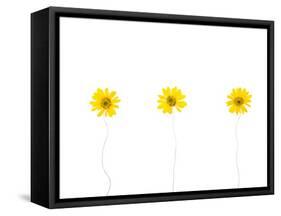 Press Yellow Mum Flowers-Koollapan-Framed Stretched Canvas