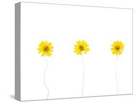 Press Yellow Mum Flowers-Koollapan-Stretched Canvas