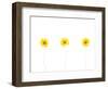 Press Yellow Mum Flowers-Koollapan-Framed Art Print