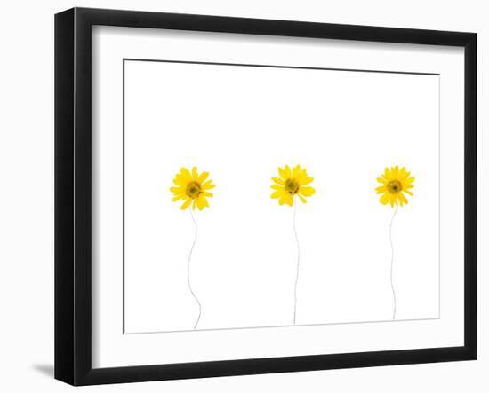 Press Yellow Mum Flowers-Koollapan-Framed Art Print