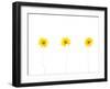 Press Yellow Mum Flowers-Koollapan-Framed Art Print