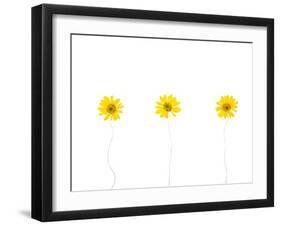 Press Yellow Mum Flowers-Koollapan-Framed Art Print