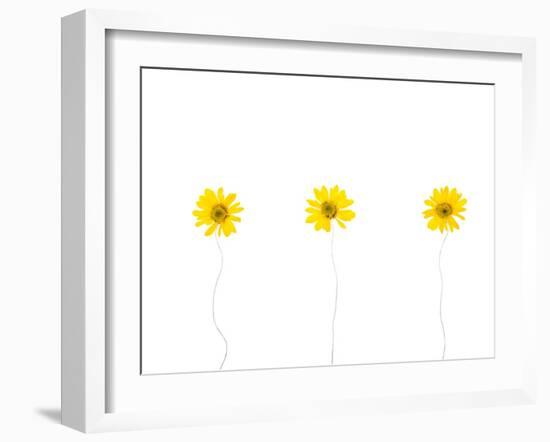 Press Yellow Mum Flowers-Koollapan-Framed Art Print