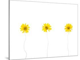 Press Yellow Mum Flowers-Koollapan-Stretched Canvas