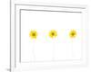 Press Yellow Mum Flowers-Koollapan-Framed Art Print