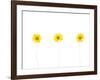 Press Yellow Mum Flowers-Koollapan-Framed Art Print