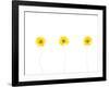 Press Yellow Mum Flowers-Koollapan-Framed Art Print